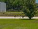 Gathering of sandhill cranes are seen on the grassy lawn at 3805 Mammoth Grove Rd, Lake Wales, FL 33898