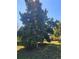 Backyard showing a mature tree surrounded by well-maintained lawn at 5702 Breskin Dr, Orlando, FL 32839