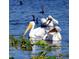 White pelicans swim among lily pads, showcasing the rich wildlife near the property at 255 Lake Link Rd, Winter Haven, FL 33884