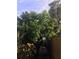 Backyard with a mango tree full of fruit and small pathway leading to the back of the home at 9402 Cat Track Trl, Lake Wales, FL 33898