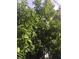 Backyard with mango tree full of ripening fruit at 9402 Cat Track Trl, Lake Wales, FL 33898