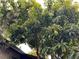 Verdant mango tree graces the property at 9402 Cat Track Trl, Lake Wales, FL 33898