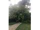 Mature mango tree heavy with mangoes in backyard with brick walkway at 9402 Cat Track Trl, Lake Wales, FL 33898