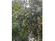 Close up of the lush, green mango tree full of ripening fruit at 9402 Cat Track Trl, Lake Wales, FL 33898