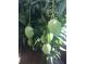 A close view of a mango tree heavy with many growing green mangoes at 9402 Cat Track Trl, Lake Wales, FL 33898