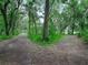 Scenic drive surrounded by lush vegetation and old-growth trees, leading to a tranquil home at 2530 Arbuckle Shores Rd, Frostproof, FL 33843