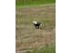 Bald Eagle on grassy plain at 505 Adams View Ln, Auburndale, FL 33823