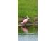Bird near lake at 505 Adams View Ln, Auburndale, FL 33823
