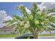 Exterior image of the house, showcasing the mature tree with white flowers and the black car parked in front at 373 St Georges Cir, Eagle Lake, FL 33839
