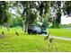 Golf carts parked under the trees and a Gathering of Sandhill Cranes enjoying the lush landscaping at 741 Canberra Rd, Winter Haven, FL 33884