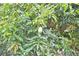 Close-up of a lush mango tree with ripening fruit in the backyard at 10708 Belo Horizonte Ave, Clermont, FL 34711