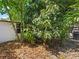 View of a lush backyard with a mature mango tree and tropical foliage, offering privacy and shade at 2800 Sunset Nw Dr, Winter Haven, FL 33881