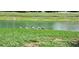A view of birds standing along the lush green bank of the waterway behind the community at 7201 Country Club Dr # G21, Lake Wales, FL 33898