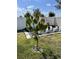 Backyard view featuring a young mango tree surrounded by green grass and sunny skies at 414 Taft Dr, Davenport, FL 33837