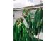 Lush tree with ripening fruit in backyard with house in soft focus background at 414 Taft Dr, Davenport, FL 33837