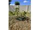 Backyard view featuring a citrus tree surrounded by dry grass and sunny skies at 414 Taft Dr, Davenport, FL 33837