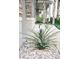 Close-up of a pineapple plant among decorative white rocks and lush landscaping at 414 Taft Dr, Davenport, FL 33837