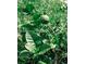 Close-up of a lush lime tree featuring vibrant green leaves and a ripening lime, showcasing the property's garden at 414 Taft Dr, Davenport, FL 33837