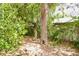 Backyard with mature trees, bamboo and shade at 8044 Rural Retreat Ct, Orlando, FL 32819