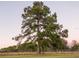 Large pine tree in a grassy field, fenced at 4775 Hunting Lodge Dr, Saint Cloud, FL 34772