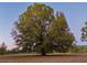 Mature tree on the property offering shade at 4775 Hunting Lodge Dr, Saint Cloud, FL 34772