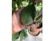 A large avocado is being held on an avocado tree branch ready to be harvested at 62 Coquina Ridge Way, Ormond Beach, FL 32174