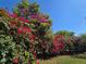 Beautiful backyard featuring a lush bougainvillea hedge, with vibrant red and pink blooms under a clear blue sky at 112 10Th St, St Cloud, FL 34769
