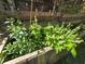 Close up of a wooden planter box showing chili pepper and basil plants thriving in the home garden at 112 10Th St, St Cloud, FL 34769