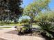 Neighborhood street with attractive landscaping featuring mature trees and plants at 900 Shorehaven Drive, Poinciana, FL 34759