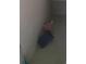 Small closet with carpeted floor at 1511 Woodmont Blvd, Kissimmee, FL 34746