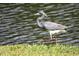 Beautiful view of a blue heron on the grassy bank of a pond at 3219 Sawgrass Creek Cir, St Cloud, FL 34772