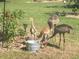Sandhill cranes by water source in a lush backyard garden at 4999 Disston Dr, St Cloud, FL 34771