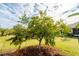 Star fruit tree in a sunny backyard at 4999 Disston Dr, St Cloud, FL 34771