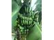 Close-up of banana tree with a large bunch of bananas at 4999 Disston Dr, St Cloud, FL 34771