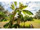 Banana trees with bunches of ripening bananas in yard at 4999 Disston Dr, St Cloud, FL 34771