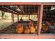 Four hens in a secure outdoor coop at 4999 Disston Dr, St Cloud, FL 34771