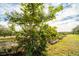Lush green guava trees in a sunny, open area at 4999 Disston Dr, St Cloud, FL 34771