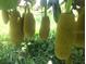 Abundant jackfruit hangs from a tree in a vibrant green landscape at 4999 Disston Dr, St Cloud, FL 34771