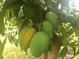 Branch laden with ripening mangoes on a mango tree at 4999 Disston Dr, St Cloud, FL 34771