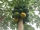Papaya tree filled with green and yellow papayas at 4999 Disston Dr, St Cloud, FL 34771