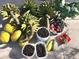 Fresh harvested fruits and vegetables at 4999 Disston Dr, St Cloud, FL 34771