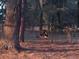 Wild turkeys in a wooded area at 4999 Disston Dr, St Cloud, FL 34771