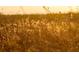 Golden hour sunlight illuminates tall grasses in a tranquil field at 3000 Tohopekaliga Dr, St Cloud, FL 34772