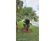Lush, green Mediterranean Fan Palm in a landscaped yard at 507 Cassia Dr, Davenport, FL 33897