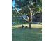 Three hens enjoying the shade of a tree in the backyard at 825 E Lakeshore Blvd, Kissimmee, FL 34744