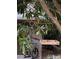 A red cardinal perched on a mango tree near bird feeder at 825 E Lakeshore Blvd, Kissimmee, FL 34744