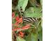 Zebra longwing butterfly on tropical flowers at 825 E Lakeshore Blvd, Kissimmee, FL 34744