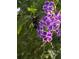 A bee pollinates purple flowers in the garden at 825 E Lakeshore Blvd, Kissimmee, FL 34744