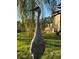 Sandhill crane standing in the lush green front yard at 825 E Lakeshore Blvd, Kissimmee, FL 34744