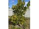 Backyard featuring a starfruit tree and a white fence at 626 Baldwin Dr, Kissimmee, FL 34758